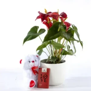 מארז עציץ אנטוריום עם דובי ושוקולד LOVE