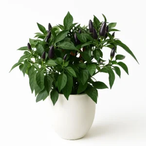 עציץ פלפלים