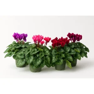 מארז ארבעה עציצי רקפות